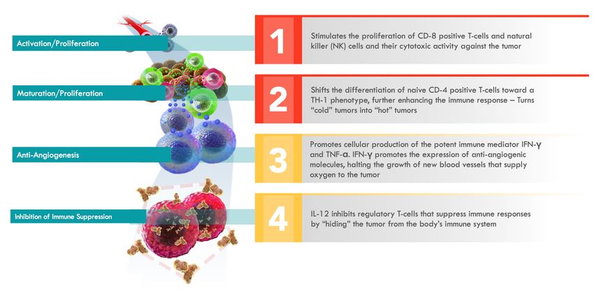 A schematic depicts how the IL-12 immunotherapy stimulates the immune system against ovarian cancer.