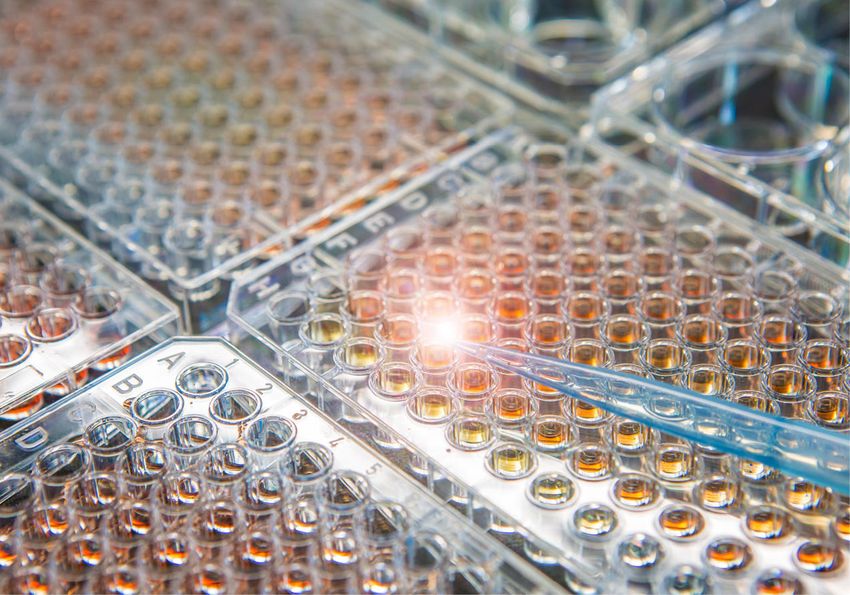 Photo of a pipette adding a reagent to a well within a 96-well plate