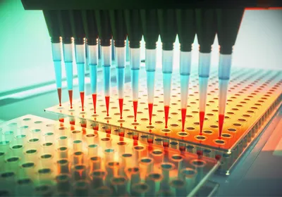 An automated multichannel pipette drops reagent into a multi-well plate
