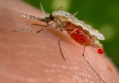 A mosquito lands on human skin and takes a blood meal.