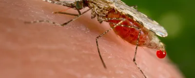 A mosquito lands on human skin and takes a blood meal.