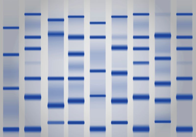 Distorted Video Examples Overcoming Challenges in Western Blotting | The Scientist