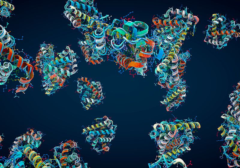 Two Harmful Variants Can Restore Protein Function | The Scientist