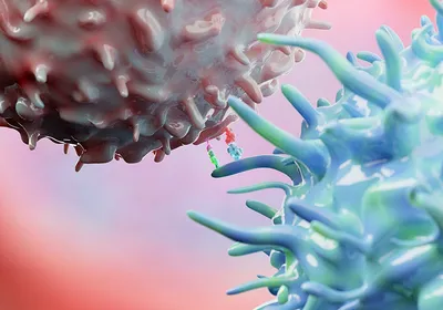 A close-up graphic of a regulatory T cell binding to another cell