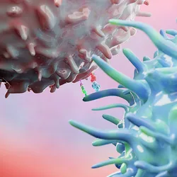 A close-up graphic of a regulatory T cell binding to another cell