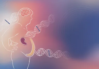 An illustration of a white outline of an obese person. The adipose tissue is highlighted in yellow, the stomach in purple and the brain in red. A strand of DNA stretches from each of these organs, with one base in the strand highlighted in each to represent a mutation. This represents out precision medicine can be used to inform obesity diagnosis and treatment.