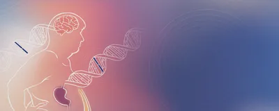 An illustration of a white outline of an obese person. The adipose tissue is highlighted in yellow, the stomach in purple and the brain in red. A strand of DNA stretches from each of these organs, with one base in the strand highlighted in each to represent a mutation. This represents out precision medicine can be used to inform obesity diagnosis and treatment.