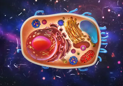 An illustration of an animal cell with differentially-colored subcellular compartments.