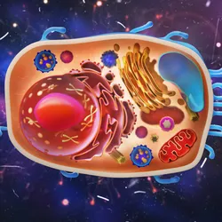An illustration of an animal cell with differentially-colored subcellular compartments.