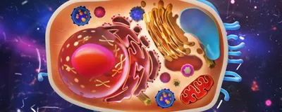 An illustration of an animal cell with differentially-colored subcellular compartments.