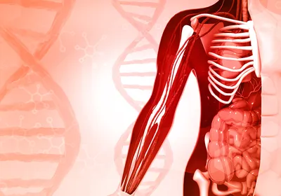 3d illustration of human body anatomy on DNA background, signifying a spatial transcriptomics technology that can reconstruct the spatial organization of the tissue. 