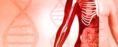 3d illustration of human body anatomy on DNA background, signifying a spatial transcriptomics technology that can reconstruct the spatial organization of the tissue.