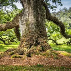 Image of an old oak tree with moss covering its bark.