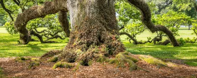 Image of an old oak tree with moss covering its bark.