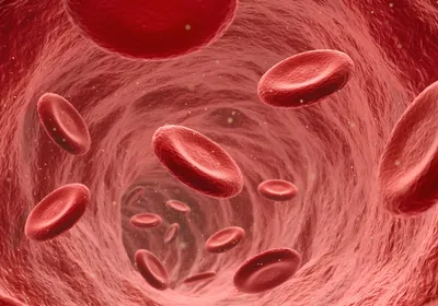Non-parasite-infected red blood cells move through a vein.