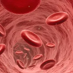 Non-parasite-infected red blood cells move through a vein.