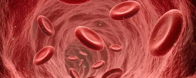 Non-parasite-infected red blood cells move through a vein.