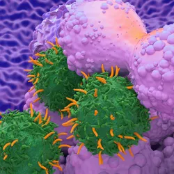 CAR T cells attacking a tumor