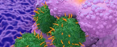 CAR T cells attacking a tumor