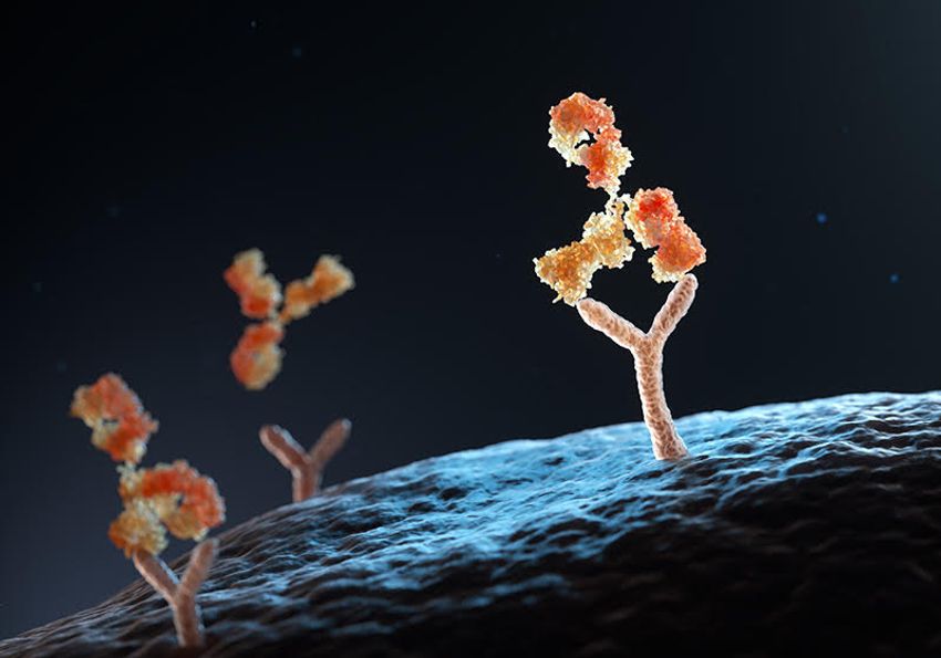 Illustration showcasing antibodies with binding arms attached to receptors on the surface of a human cell.