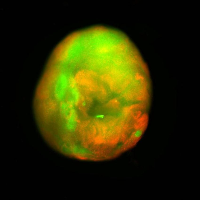 A green blob with some red areas, signifying cell death in spinal cord organoids, against a black background.