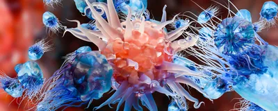 Immune cells fight against various invaders.