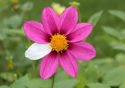 A flower has seven pick petals and just one white one, indicating a rare mutant. It represents the rare patient population.