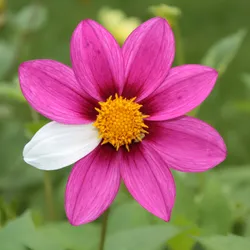 A flower has seven pick petals and just one white one, indicating a rare mutant. It represents the rare patient population.