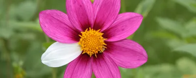 A flower has seven pick petals and just one white one, indicating a rare mutant. It represents the rare patient population.