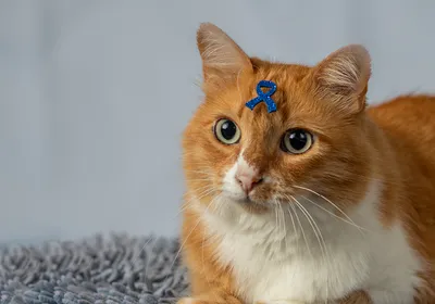 An orange cat with a blue cancer ribbon on its forehead sits on a gray rug.