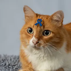 An orange cat with a blue cancer ribbon on its forehead sits on a gray rug.