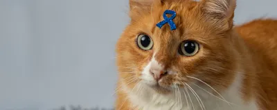 An orange cat with a blue cancer ribbon on its forehead sits on a gray rug.