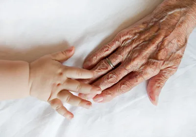 Hands of an old person and a child touch against a white background, signifying aging, which is accompanied by ER-phagy-driven ER remodeling in preclinical models.