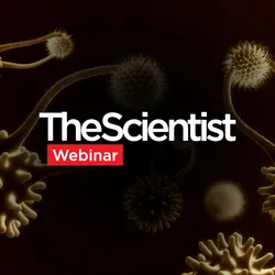 Streamlining T Cell Analysis Using High-Throughput Cytometry 