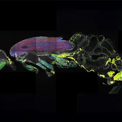 A color-annotated image of the muscles in the whole body of a fruit fly, signifying that spatial transcriptomic analysis helped resolve positions of mRNA within fruit flies. 