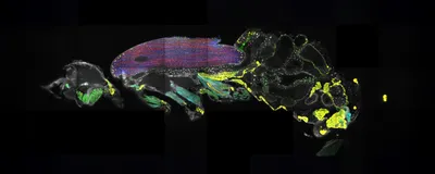 A color-annotated image of the muscles in the whole body of a fruit fly, signifying that spatial transcriptomic analysis helped resolve positions of mRNA within fruit flies. 