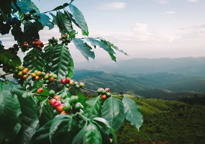 A coffee tree with arabica coffee berries stands in the foreground with green hills and fields in the background.