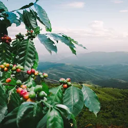 A coffee tree with arabica coffee berries stands in the foreground with green hills and fields in the background.