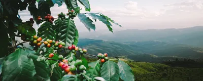 A coffee tree with arabica coffee berries stands in the foreground with green hills and fields in the background.
