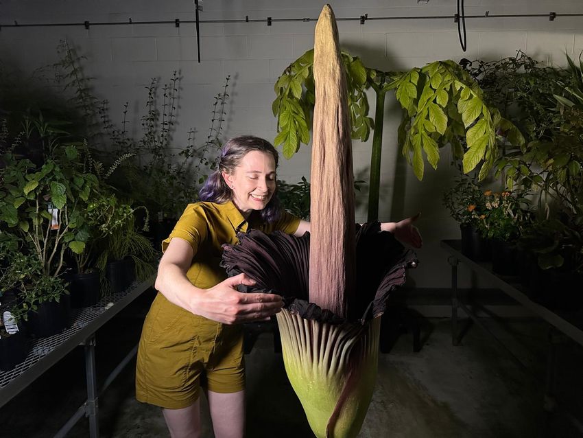 Molly Edwards pretends to give a hug to a blooming corpse flower plant in a greenhouse surrounded by other plants. Edwards is wearing a dark yellow jumper and has her hair tied back. The corpse flower has a large green and dark brown base and a long, single brown leaf, which appears like a tree branch, extends up from the center of the base of the plant. Molly Edwards pretends to give a hug to a blooming corpse flower plant in a greenhouse surrounded by other plants. Edwards is wearing a dark yellow jumper and has her hair tied back. The corpse flower has a large green and dark brown base and a long, single brown leaf, which appears like a tree branch, extends up from the center of the base of the plant.