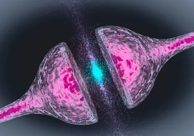 A synapse between two neurons is shown in blue. The neurons are shown in pink.