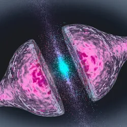 A synapse between two neurons is shown in blue. The neurons are shown in pink.