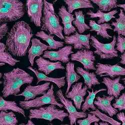 HeLa cells are stained purple and blue against a black background.