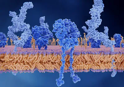 An illustration of proteins within a T cell’s plasma membrane.