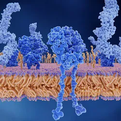 An illustration of proteins within a T cell’s plasma membrane.