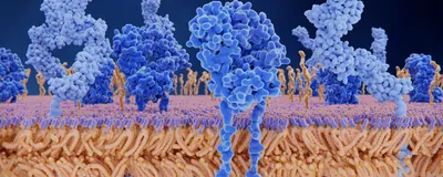 An illustration of proteins within a T cell’s plasma membrane.