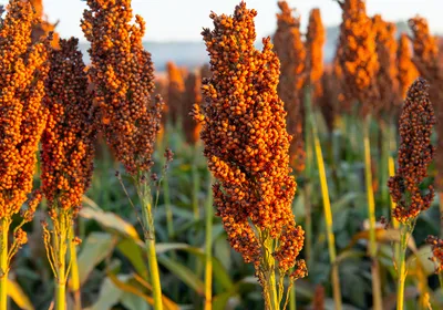 Stalks of Sorghum bicolor, also known as Great Millet, stand in a field.