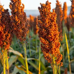 Stalks of Sorghum bicolor, also known as Great Millet, stand in a field.
