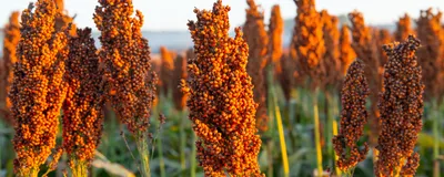 Stalks of Sorghum bicolor, also known as Great Millet, stand in a field.