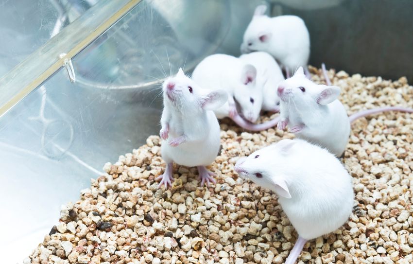 Six white laboratory mice share a cage.